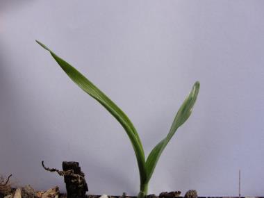 Billede af spire